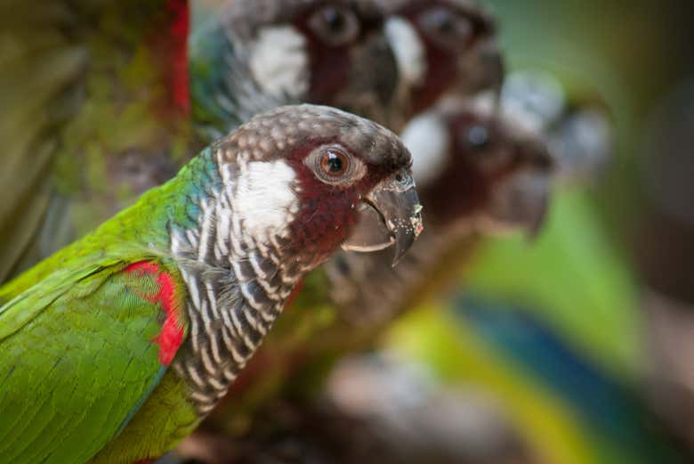Fauna do parque